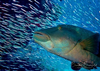 Diving - Brendan Bromfield Photography