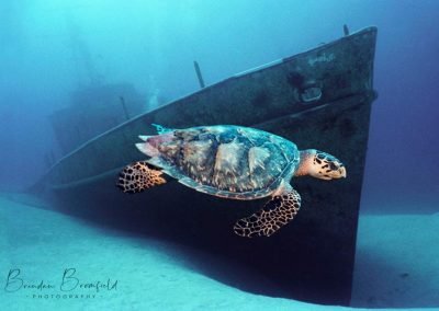 Dive Nassau - Brendan Bromfield Photography