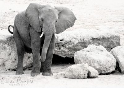 Elephant - Brendan Bromfield Photography
