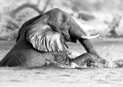 Elephant - Brendan Bromfield Photography