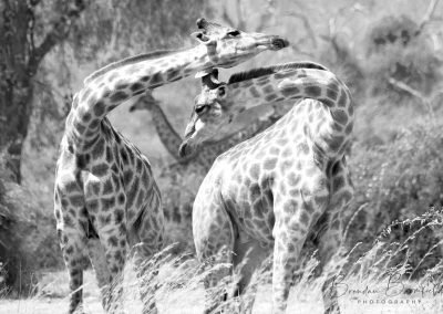 Giraffe - Brendan Bromfield Photography