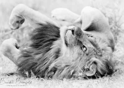Lion - Brendan Bromfield Photography