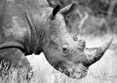 Rhino - Brendan Bromfield Photography