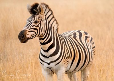 Zebra - Brendan Bromfield Photography
