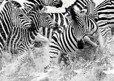 Zebra - Brendan Bromfield Photography