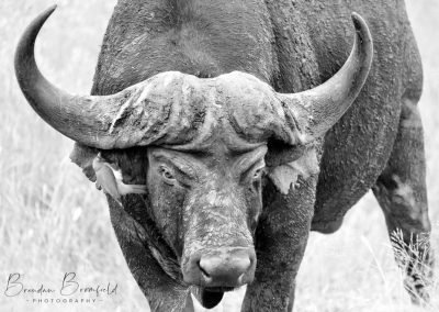 Buffalo - Brendan Bromfield Photography