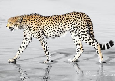 Cheetah on Beach - Brendan Bromfield Photography