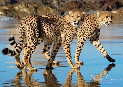 Cheetah on Beach - Brendan Bromfield Photography