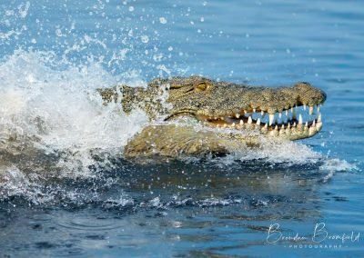 Crocodile - Brendan Bromfield Photography