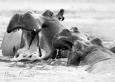 Hippo - Brendan Bromfield Photography