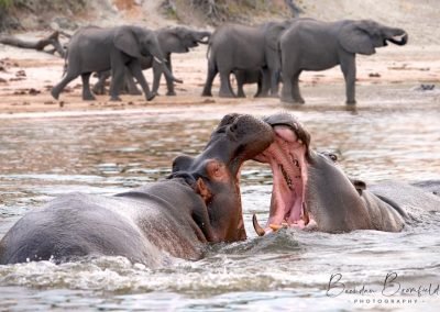 Hippo - Brendan Bromfield Photography