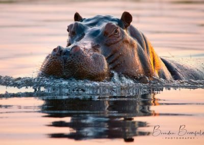 Hippo - Brendan Bromfield Photography