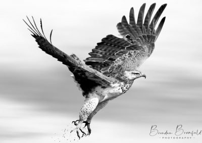 Martial Eagle - Brendan Bromfield Photography