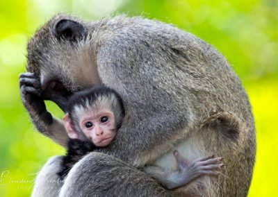 Monkey Baby - Brendan Bromfield Photography