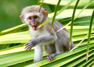 Baby monkey - Brendan Bromfield Photography