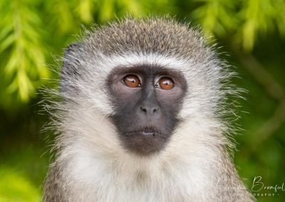 Monkey - Brendan Bromfield Photography