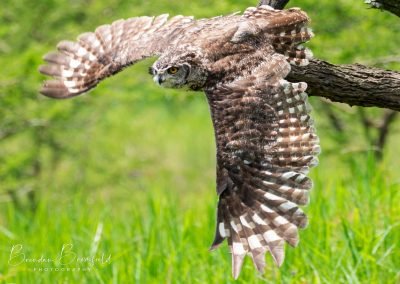 Own in flight - Brendan Bromfield Photography