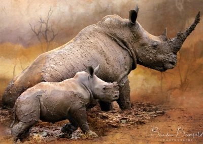 Rhino - Brendan Bromfield Photography