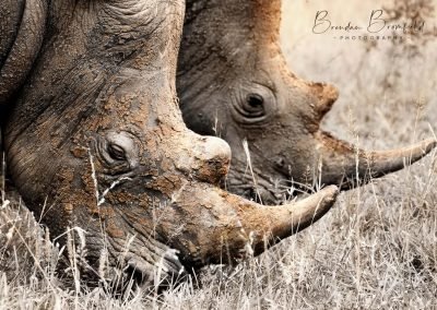 Rhinos - Brendan Bromfield Photography