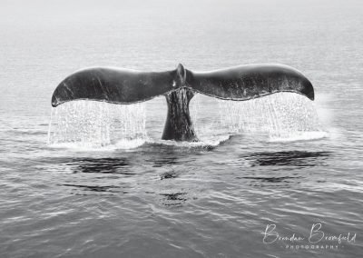 Whale Tail - Brendan Bromfield Photography