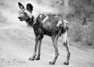 Wild Dogs - Brendan Bromfield Photography