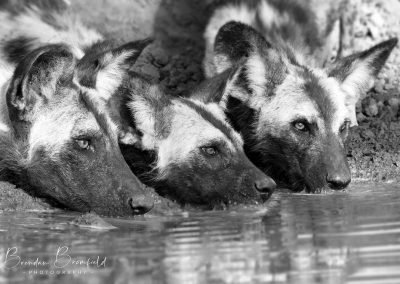 Wild Dogs - Brendan Bromfield Photography